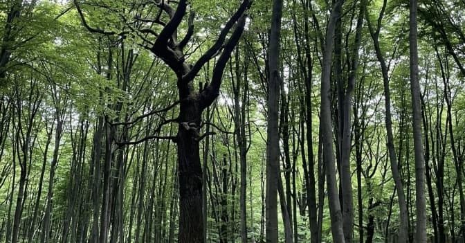 Парк Погулянка/ Фото: управління екологї Львова