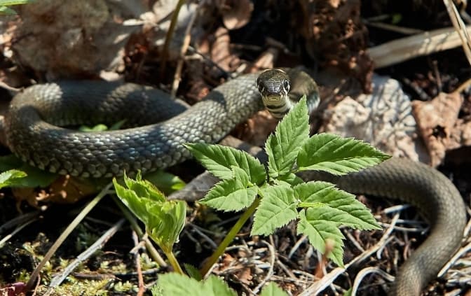 Укус змії на Львівщині: 54-річна жінка постраждала, коли працювала в полі