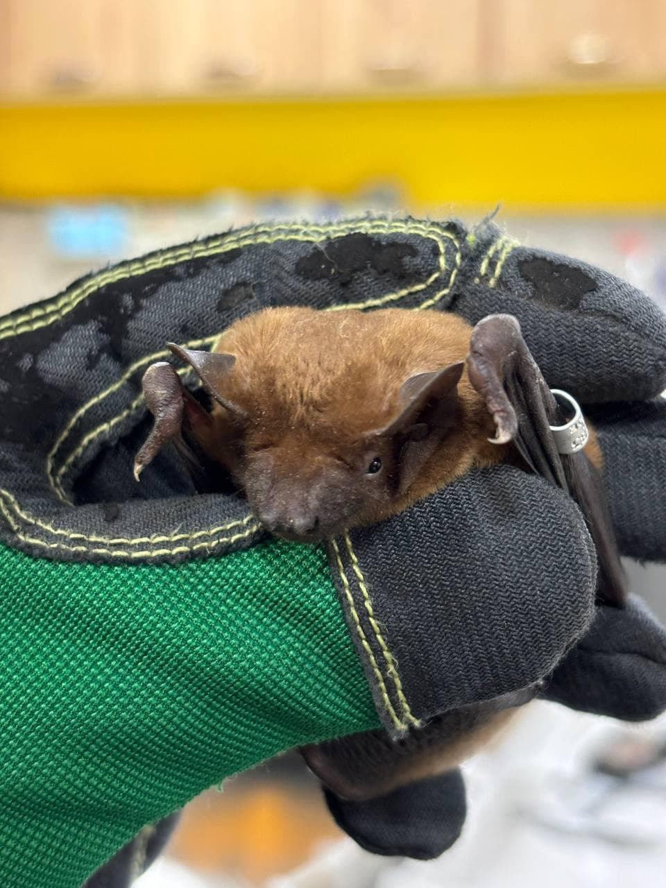 Фото кажана з Домівки врятованих тварин