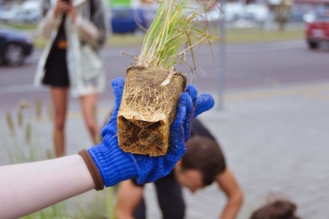 У Львові висадили ще один дощовий квітник. Фото