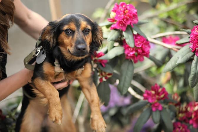 фото: ЛКП "Лев"/Facebook