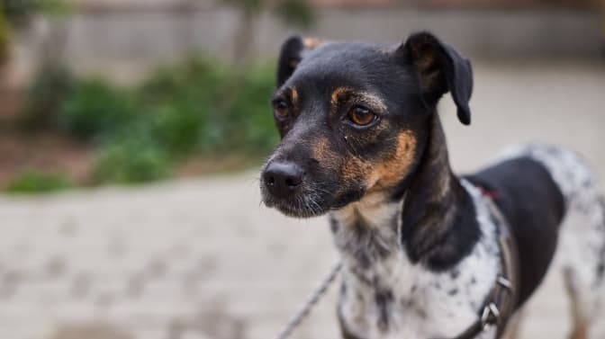 фото: Ірина Шелест