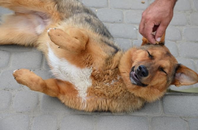 Фото: ЛКП "Лев"