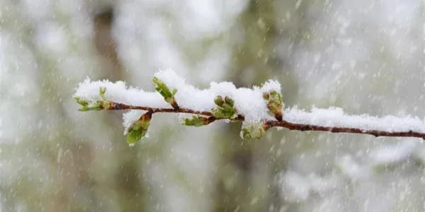 Мокрий сніг. Фото: відкриті джерела