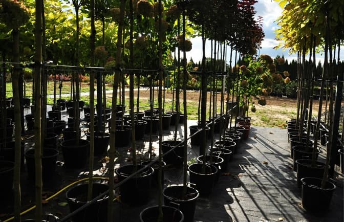 У Львові збирають кошти на озеленення міста. Як долучитися