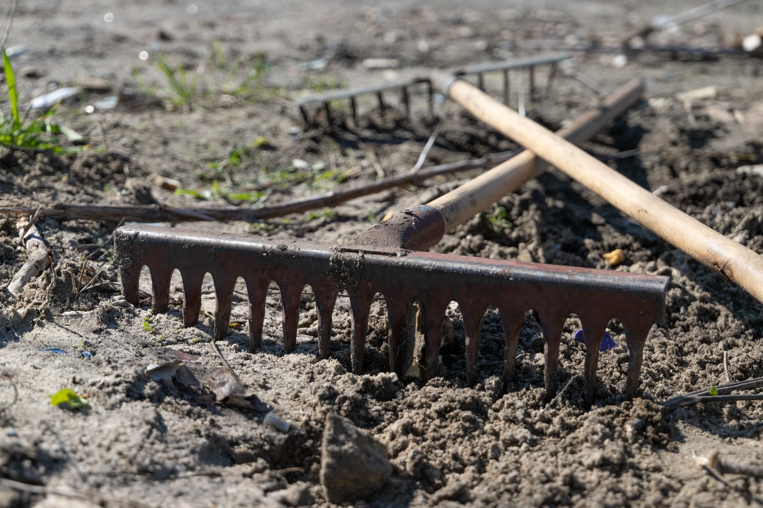 Толока. Фото: КМДА