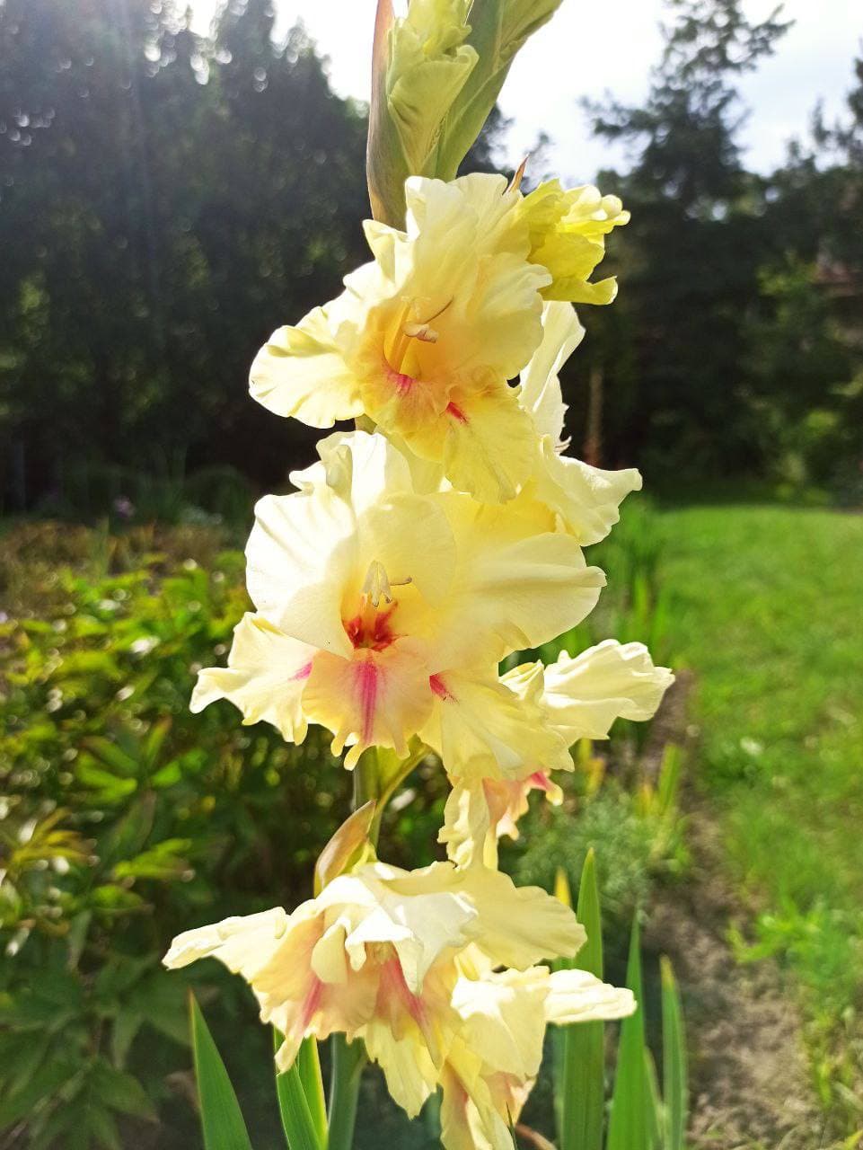 фото: ботсад лну