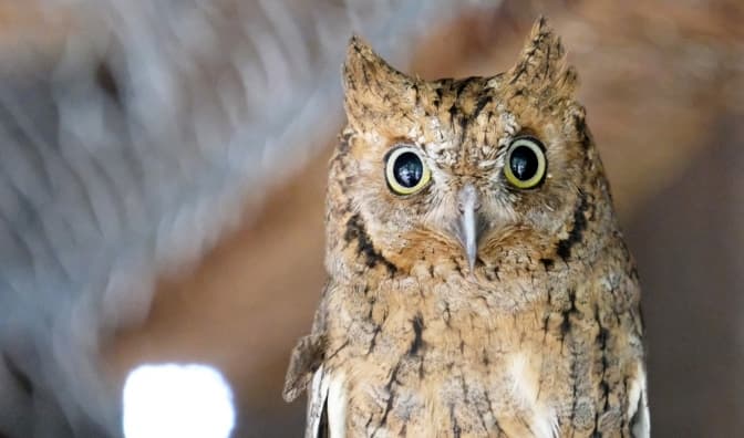 У Київському зоопарку облаштували нову домівку для птахів, яких врятували бійці ЗСУ