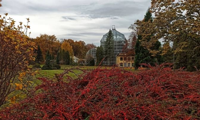 У Ботанічному саду ЛНУ незабаром закриють оранжереї: фото осінніх краєвидів