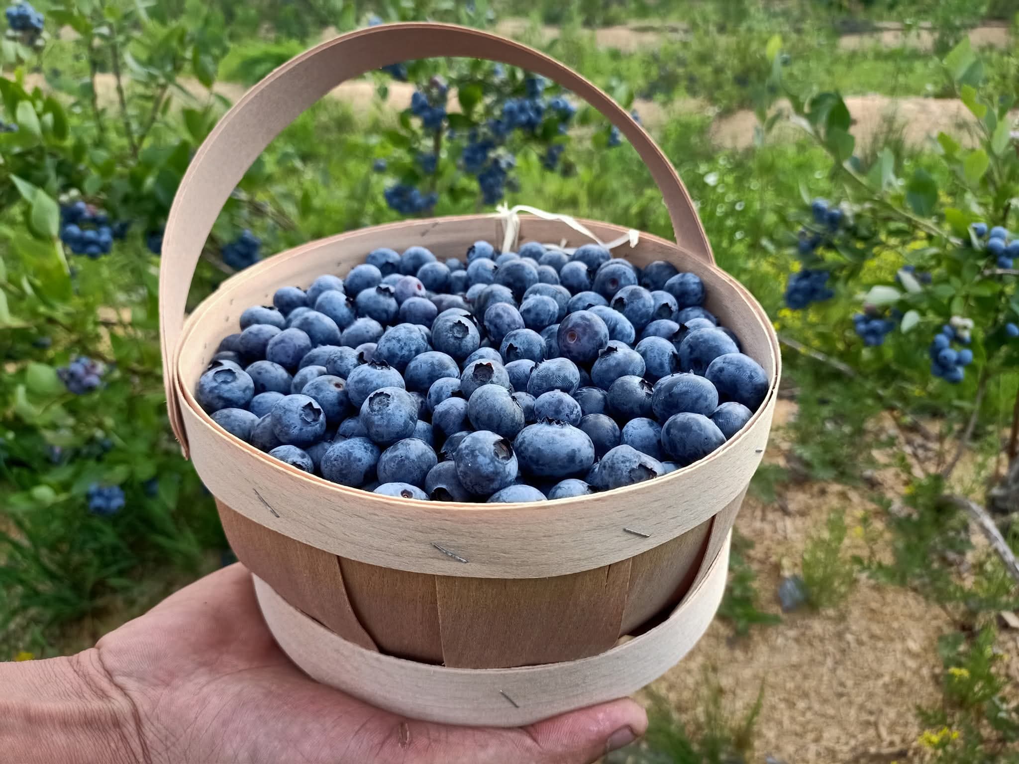 Ілюстративне фото / З facebook LuckyBerryFarm