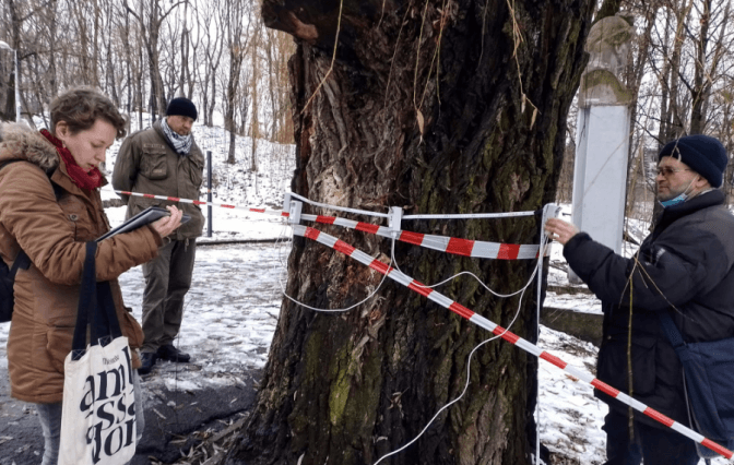 На центральній алеї Парку культури зріжуть дві 70-річні верби і висадять нові