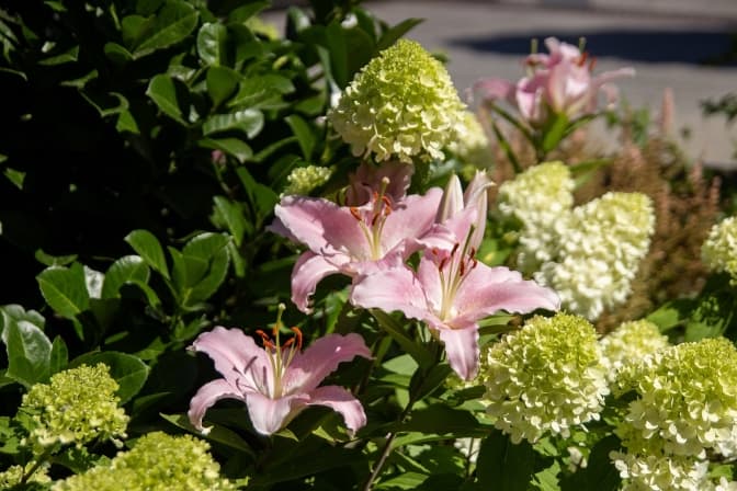 Фото: управління екології Львова