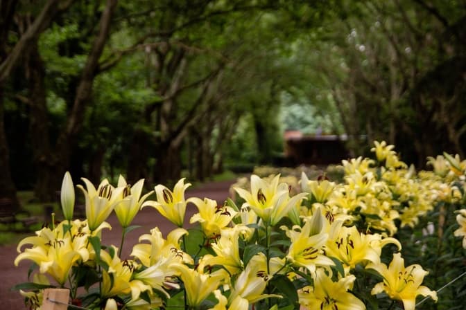 Фото: управління екології Львова