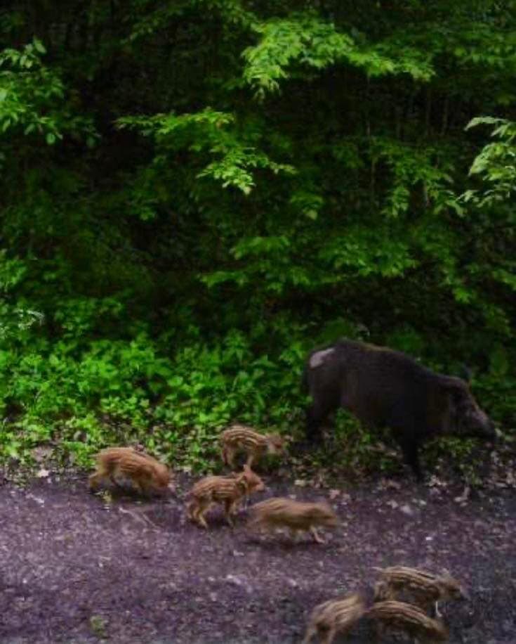 Фото: 7 прикордонний Карпатський загін
