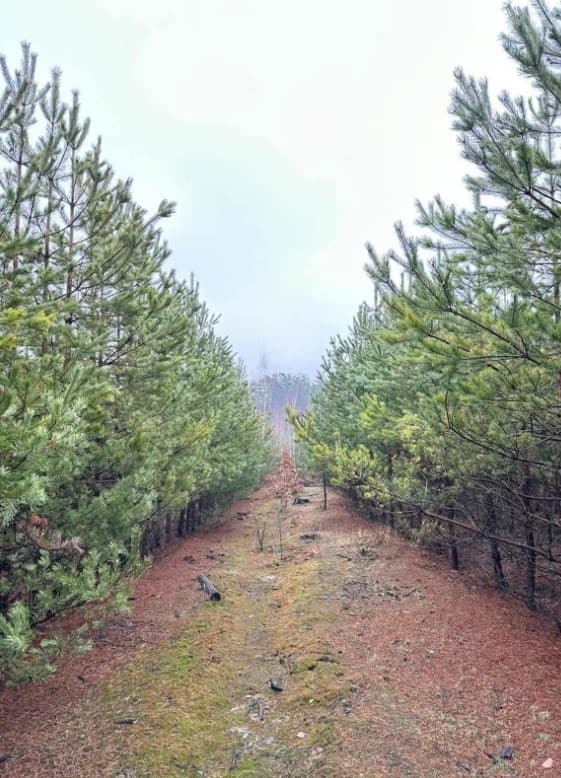 Для будівництва військового меморіалу під Києвом вирубають молоді сосни
