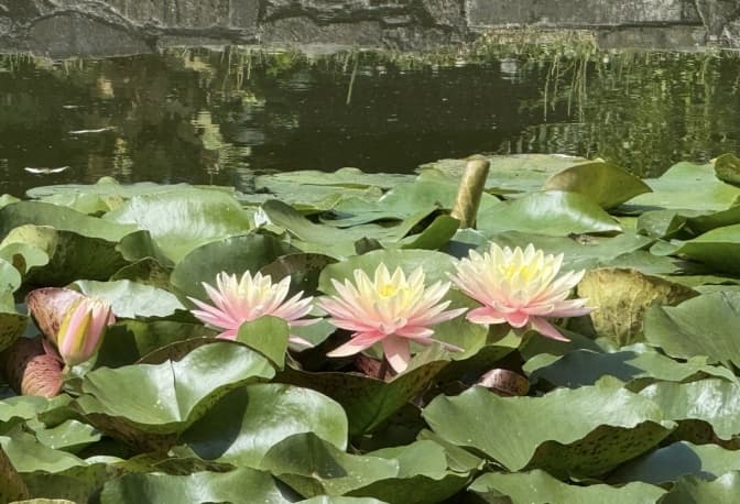 Що можна побачити в парку Боднарівка у Львові в серпні: фото