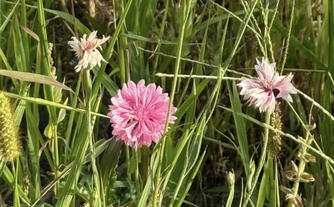 У Львові на Меморіалі Небесної Сотні квітує різнотрав’я: чому це важливо (фото)