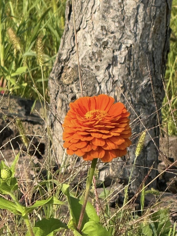 Фото: управління екології Львова