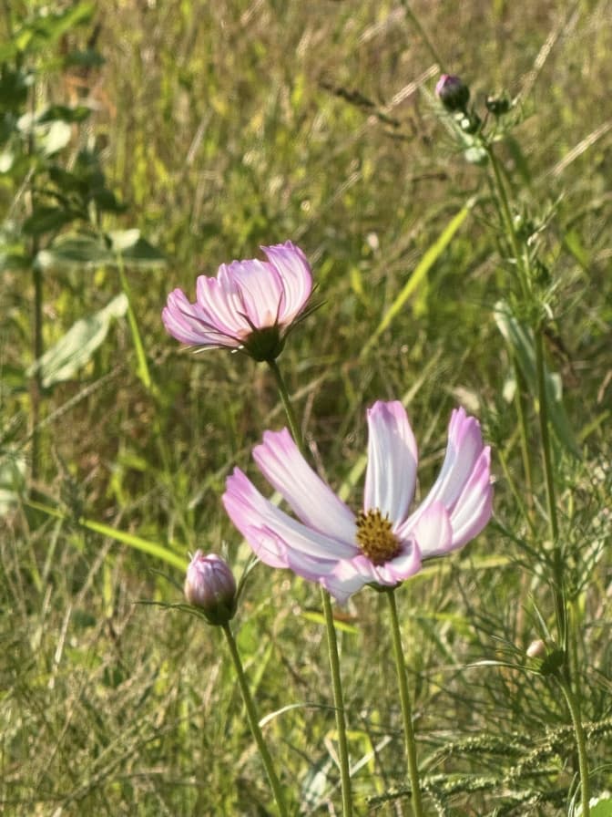 Фото: управління екології Львова