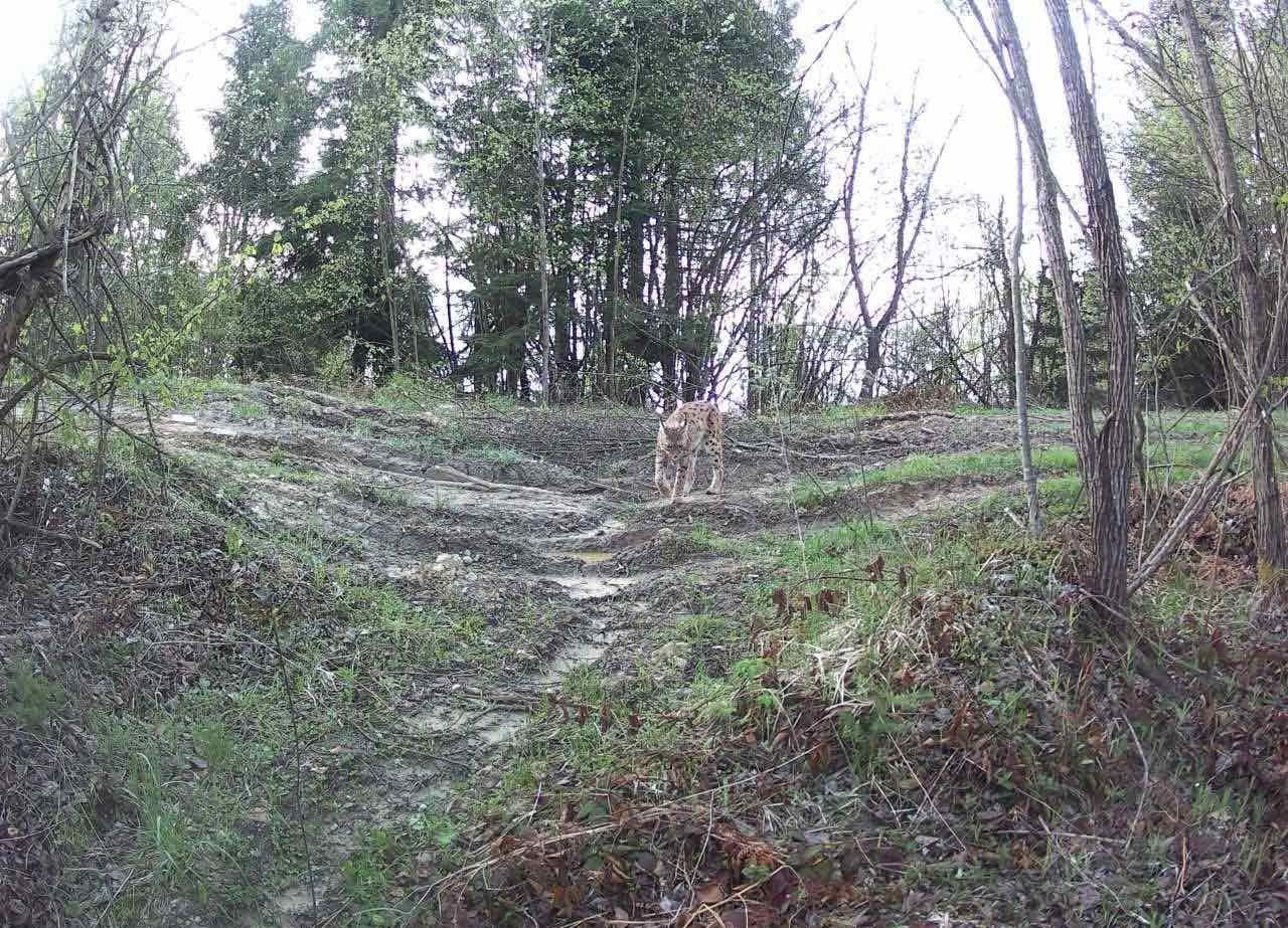 фото: "Сколівські Бескиди"