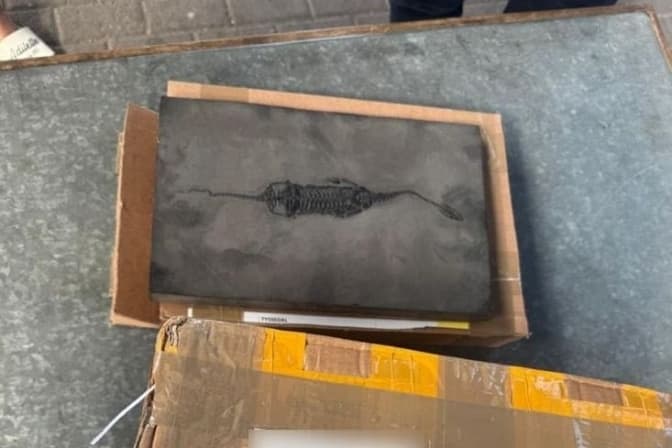 На Львівщині прикордонники виявили скам’янілий скелет рептилії