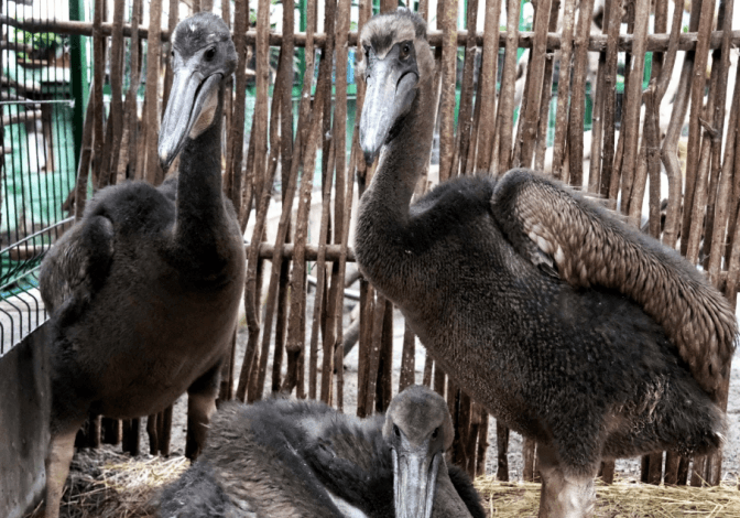 В київському зоопарку народились пташенята червонокнижного рожевого пелікана