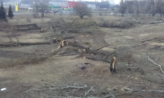 В Києві приватне підприємство заплатить 500 тисяч грн за незаконно зрубані дерева