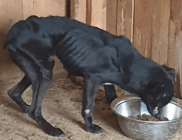 Поліція перевіряє притулок на Київщині щодо жорстокого поводження з тваринами