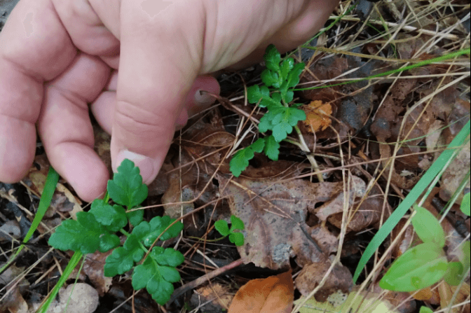 Квітка папороті існує? На Трухановому острові в Києві знайшли рідкісну червонокнижну рослину