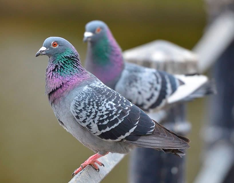 У Львові зросла кількість голубів: фахівці пояснили, чим вони небезпечні і як зменшити популяцію