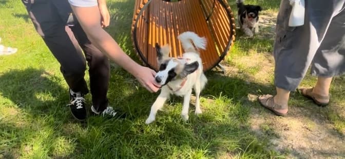 У Львові відкрили новий майданчик для вигулу собак в одному із парків