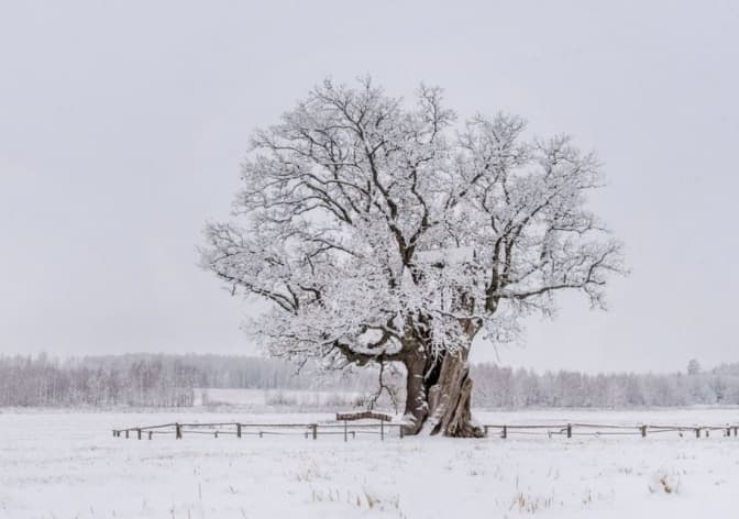 Найстаріший дуб Львівщини винесли на конкурс «Європейське дерево-2024»