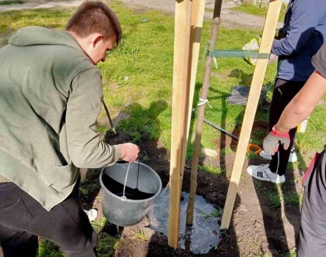 У Шевченківському районі Львова висадили нові дерева. Фото