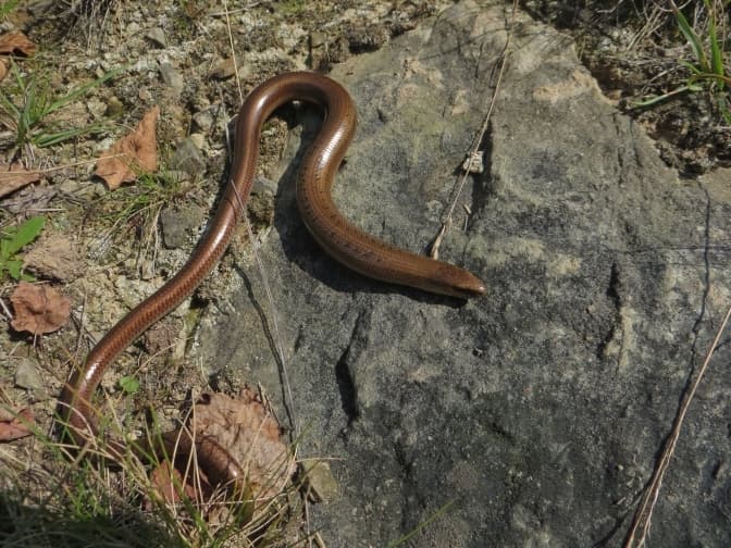 веретільниця