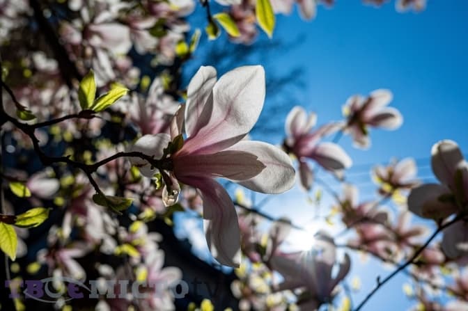 Як вступити до українського вишу з закордонним атестатом та квітучі локації Львова. Підсумки доби