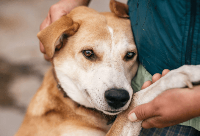 «Домівка врятованих тварин» запустила ініціативу, яка допоможе звести дім для собак
