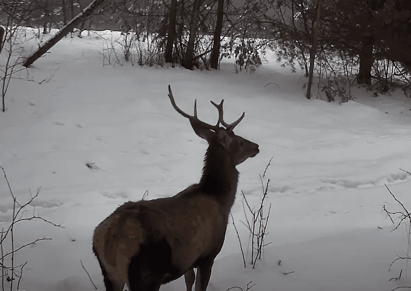 скриншот з відео