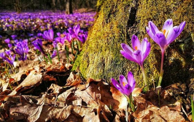На Львівщині знайшли нові осередки зростання червонокнижної рослини