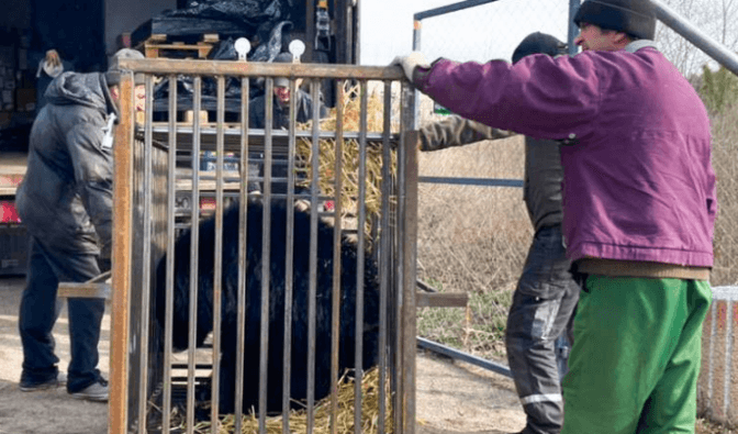 Фото: ведмежий притулок Домажир