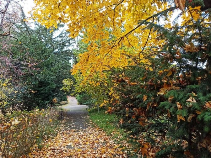 Фото: Ботанічний сад ЛНУ