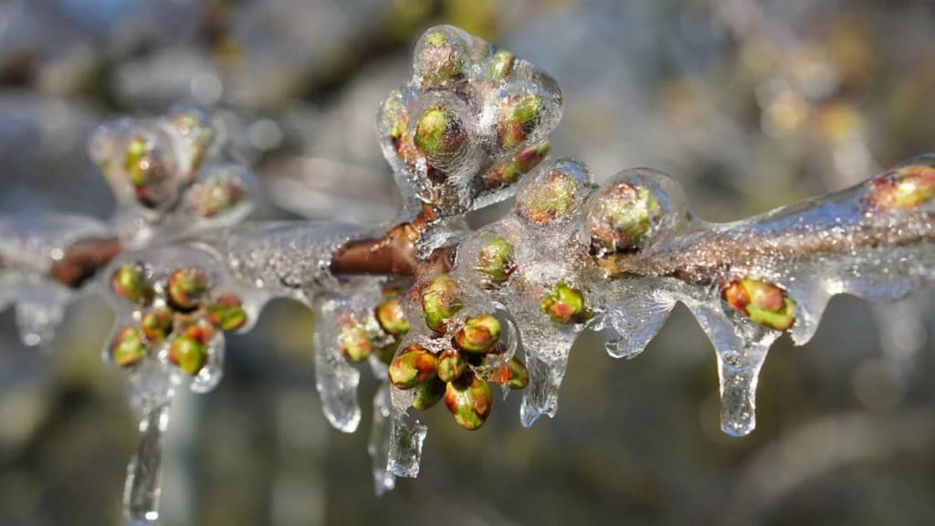 -2,6°С наприкінці квітня: у Львові побили рекорд 60-річної давності