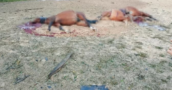 Російські дрони знищили кінний клуб на Київщині: загинули семеро спортивних коней