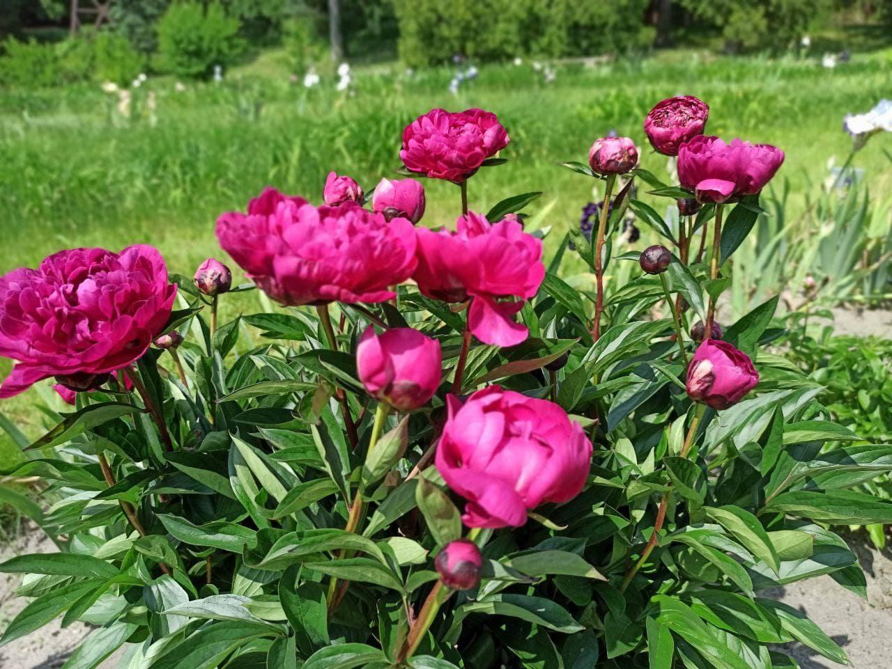 Фото зі сторінки ботсаду у Facebook