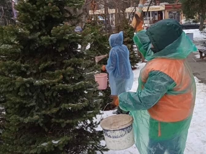 Ялинки у столичних парках і скверах обробляють антивандальною речовиною