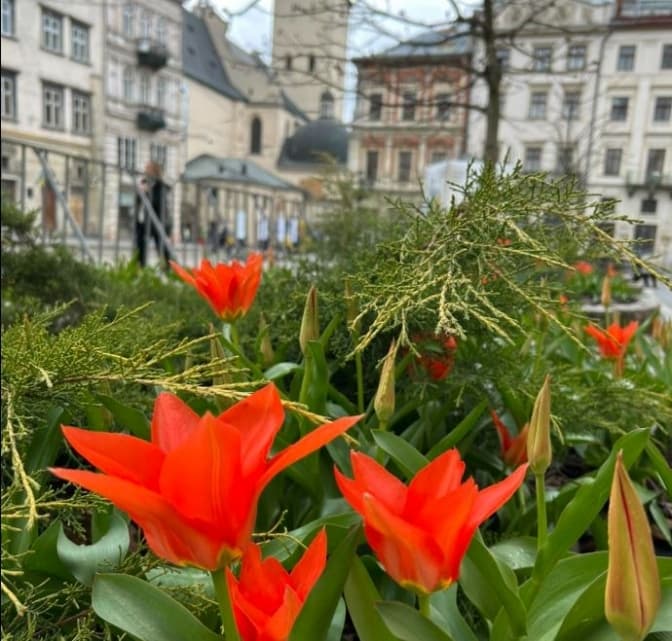 У Львові зацвіли нідерландські тюльпани. Скільки їх висадили