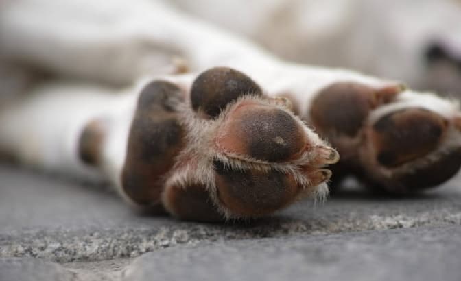 Власників домашніх тварин у Львові закликають бути обережними