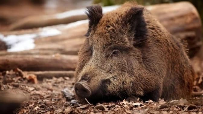 фото умовне