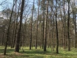 У Львові незаконно приватизували землю державного підприємства у Брюховицькому лісі