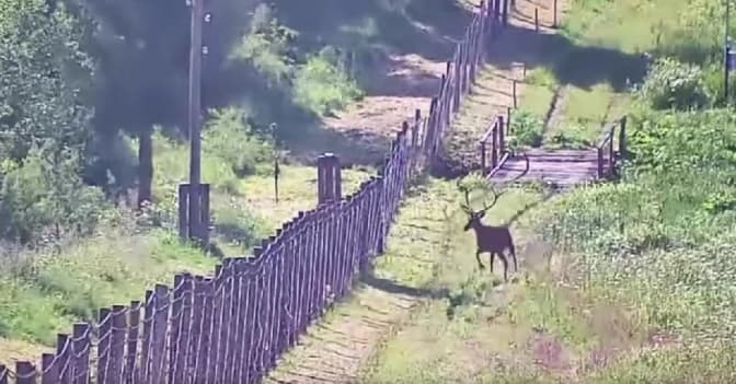 На Львівщині камери спостереження зафіксували оленя біля прикордонних загороджень. Відео