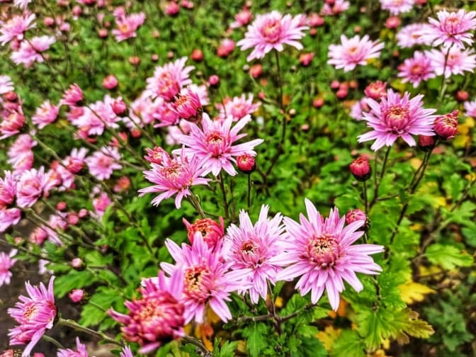 Фото: Ботанічний сад ЛНУ